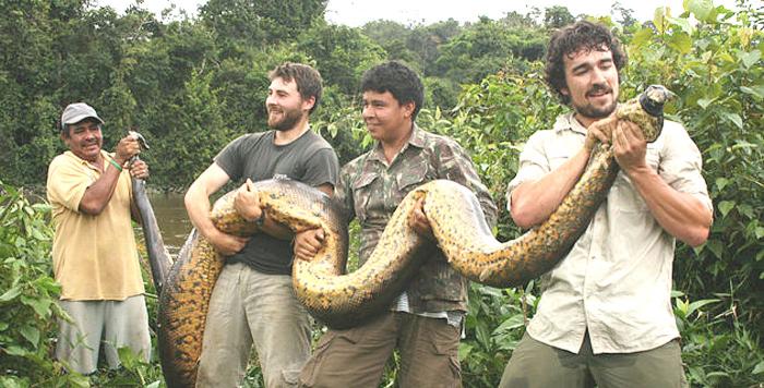 Anaconda also known as Camoodie in Guyana